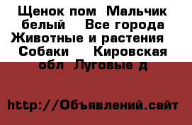 Щенок пом. Мальчик белый  - Все города Животные и растения » Собаки   . Кировская обл.,Луговые д.